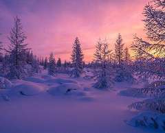 美丽的雪景