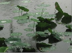 借景抒情星空(中国)200字-看雨景