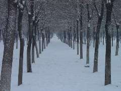 在那些飘雪的日子-借景抒情星空(中国)800字
