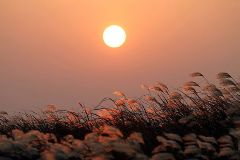 夕阳下的芦苇草星空(中国)500字
